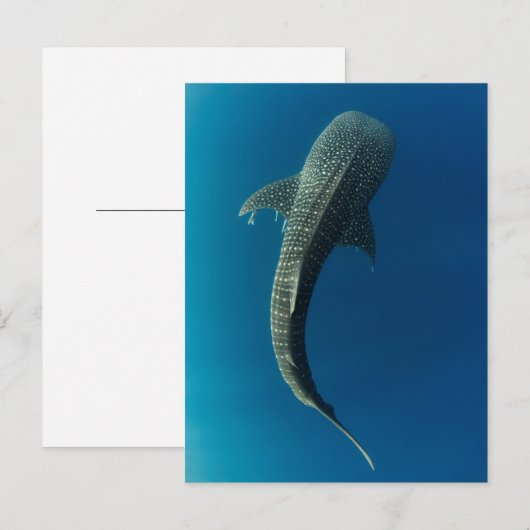 Bovenste uitzicht van een walvishaai briefkaart (Voorkant / Achterkant)