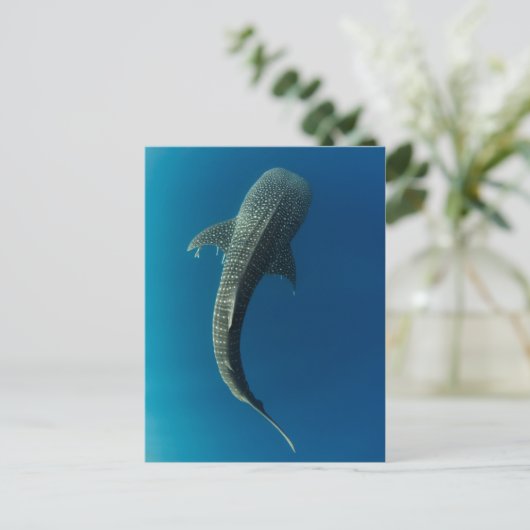 Bovenste uitzicht van een walvishaai briefkaart (Staand voorkant)