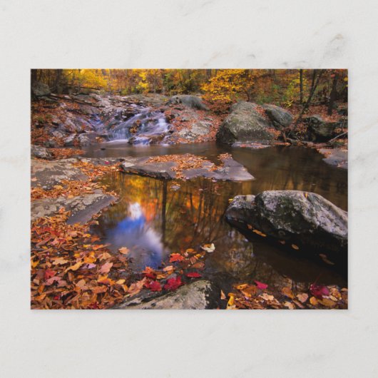 Bovenste Whiteoak-Herfsten, Nationaal Park Shenand Briefkaart (Voorkant)