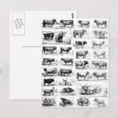 Bovine Chart Briefkaart (Voorkant / Achterkant)