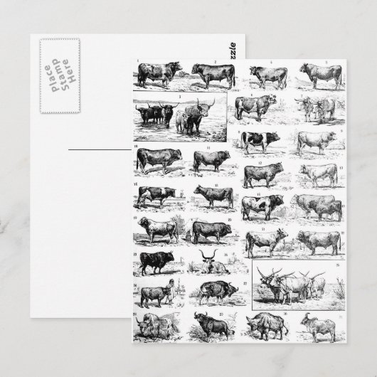 Bovine Chart Briefkaart (Voorkant / Achterkant)
