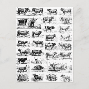 Bovine Chart Briefkaart