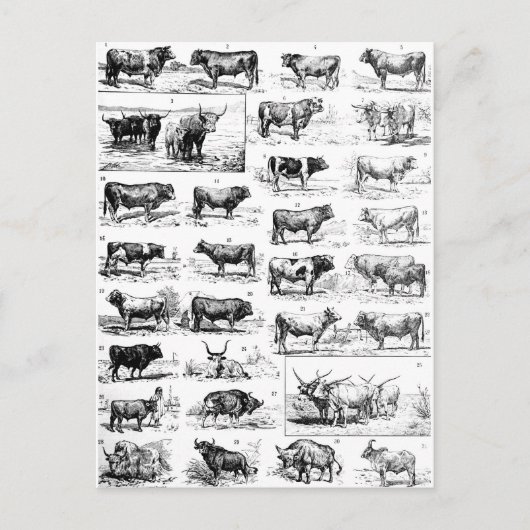 Bovine Chart Briefkaart (Voorkant)