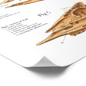 Bovine Cow Skeletal Anatomy Poster (Hoek)