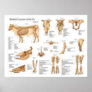 Bovine Cow Skeletal Anatomy Poster