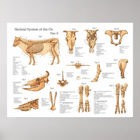 Bovine Cow Skeletal Anatomy Poster (Voorkant)