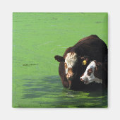 Bovine Spa Magneet (Voorkant)