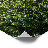 Bow Lake Banff National Park Canada Revel Poster (Hoek)