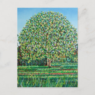 Bow Tree Spring Briefkaart