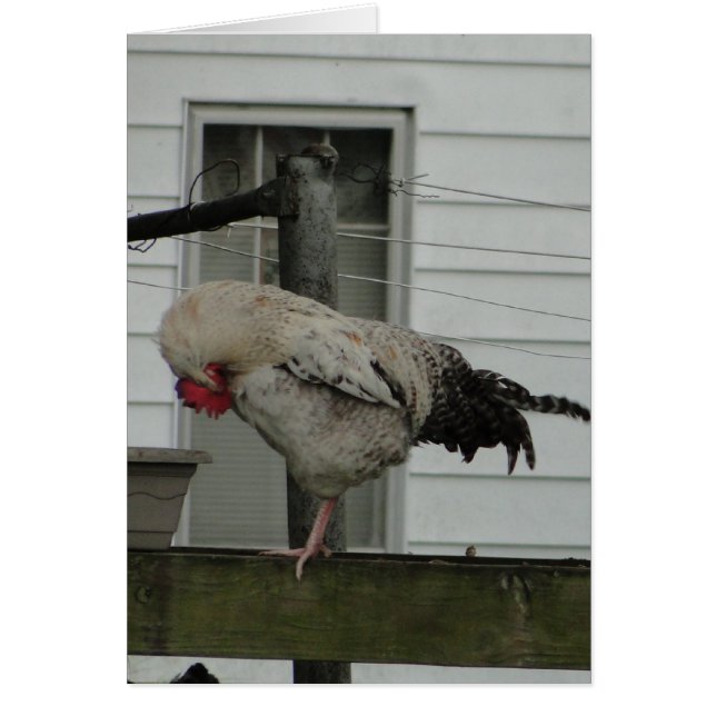 Bowed Rooster/Prayer (Voorkant)