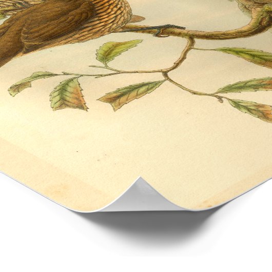 Bower Bird  print met gebottende buis (Hoek)