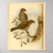 Bower Bird  print met gebottende buis (Voorkant)