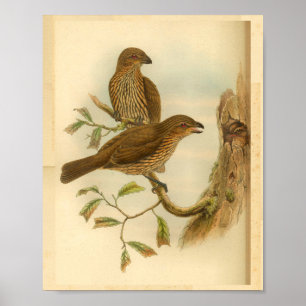 Bower Bird  print met gebottende buis