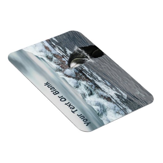 Bowiad Whale Magneet (Rechterzijde)