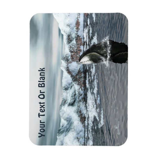 Bowiad Whale Magneet (Verticaal)