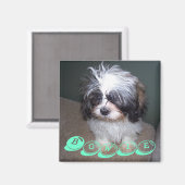 Bowie de Fuzzy Shih Tzu Puppy Hondenmagneet Magneet (Voorkant / Achterkant)