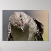 Bowing Wild Northern Mockingbird Poster (Voorkant)