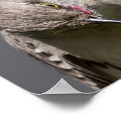 Bowing Wild Northern Mockingbird Poster (Hoek)