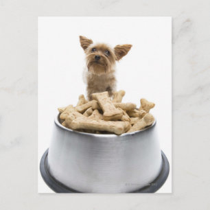 Bowl van honden door Yorkshire Terrier Briefkaart
