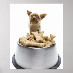 Bowl van hondenbehandelingen van Yorkshire Terrier Poster