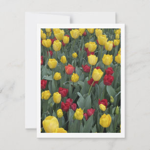 Bowral Tulip Festival - Bowral NSW Australië Feestdagenkaart