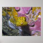 Box Boxfish Portret Poster (Voorkant)