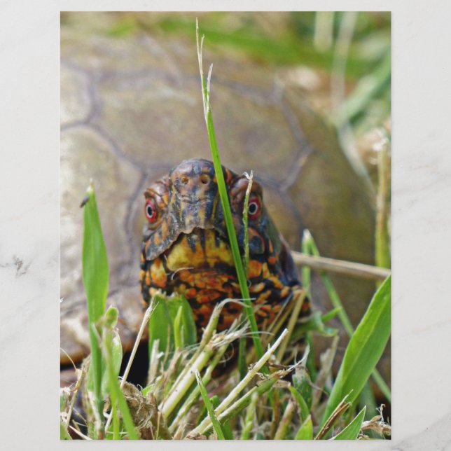 Box Turtle (Voorkant)