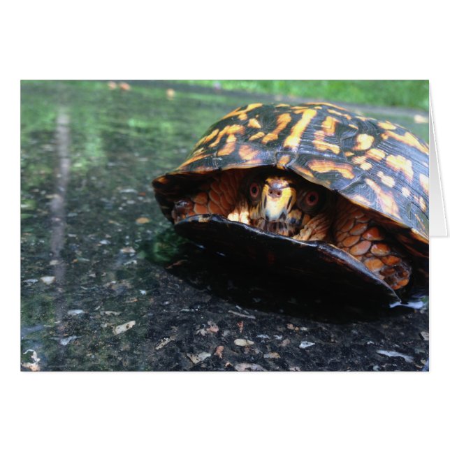 Box Turtle (Voorkant Horizontaal)
