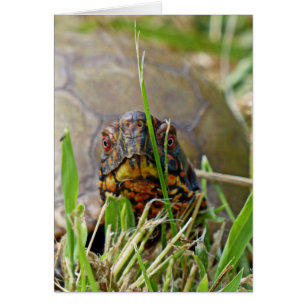 Box Turtle
