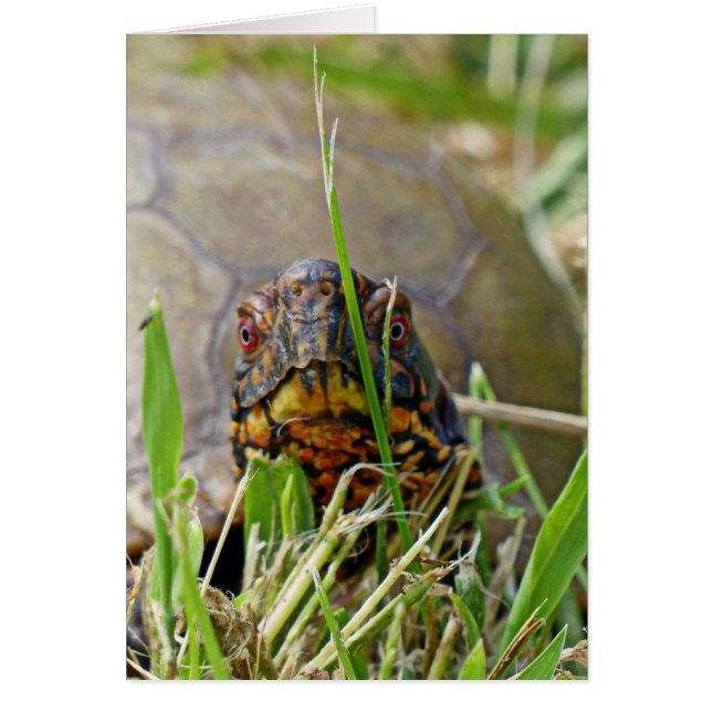 Box Turtle (Voorkant)