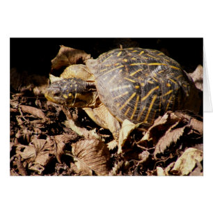  box Turtle
