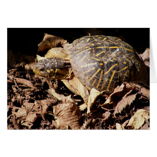  box Turtle (Voorkant Horizontaal)