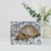 Box Turtle Briefkaart (Staand voorkant)