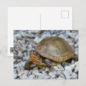 Box Turtle Briefkaart (Voorkant / Achterkant)