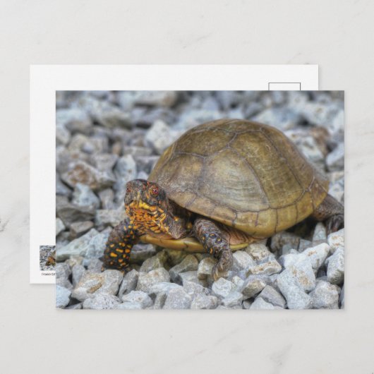 Box Turtle Briefkaart (Voorkant / Achterkant)