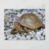 Box Turtle Briefkaart (Voorkant)