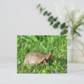 Box Turtle Briefkaart (Staand voorkant)