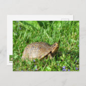Box Turtle Briefkaart (Voorkant / Achterkant)