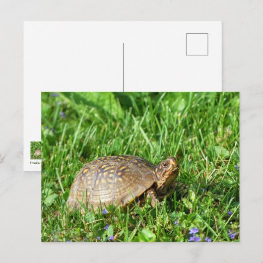 Box Turtle Briefkaart (Voorkant / Achterkant)
