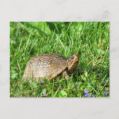 Box Turtle Briefkaart (Voorkant)