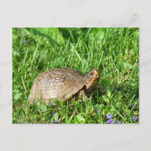 Box Turtle Briefkaart (Voorkant)