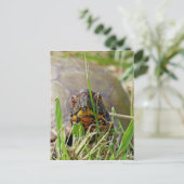 Box Turtle Briefkaart (Staand voorkant)