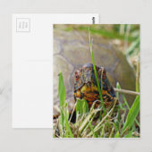 Box Turtle Briefkaart (Voorkant / Achterkant)