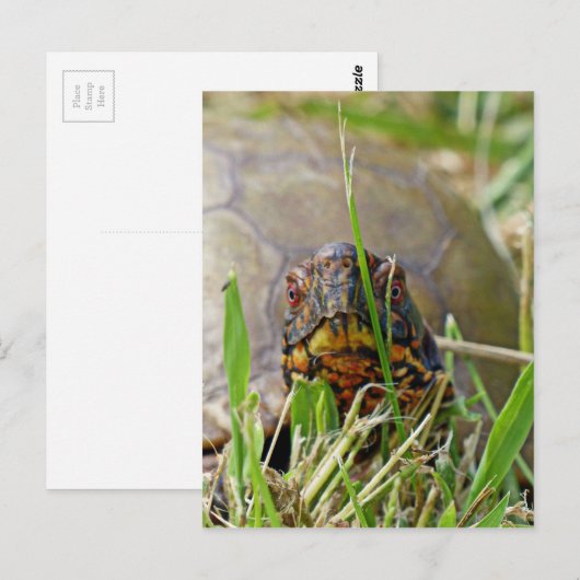 Box Turtle Briefkaart (Voorkant / Achterkant)