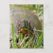Box Turtle Briefkaart (Voorkant)