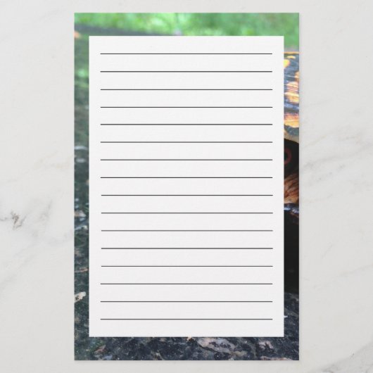 Box Turtle Briefpapier (Voorkant)