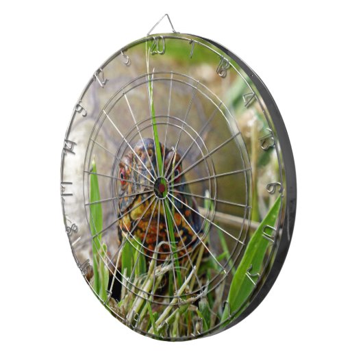 Box Turtle Dartbord (Voorkant Rechts)