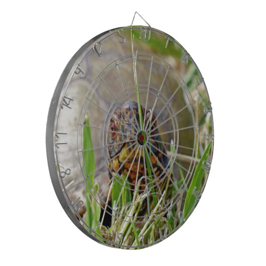 Box Turtle Dartbord (Voorkant Links)