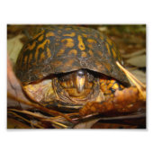 Box Turtle Foto Afdruk (Voorkant)