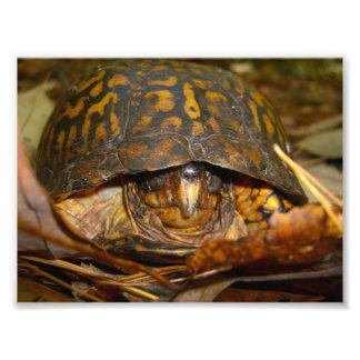 Box Turtle Foto Afdruk